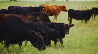 Rodeos comerciales: claves para mejorar la eficiencia y la rentabilidad