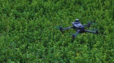 Con drones y algoritmos, un desarrollo del INTA ayuda a la alfalfa contra las malezas