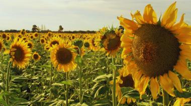 Complejo agroindustrial: triple récord del girasol y firme demanda cerealera