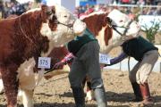 La raza Hereford gana terreno en la Rural de Palermo 2025