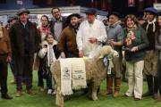 Destacan la participación de las Cabañas nuevejulienses en la Expo Rural