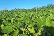 Agricultura aprobó el uso de IA para identificar variedades de soja