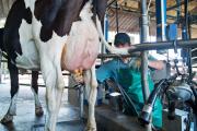 Argentina lidera el crecimiento de la producción mundial de leche