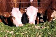 Más vientres y más leche: señales positivas para el negocio ganadero