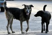 Pehuellitas rescató 100 perros en las calles de Pehuajó