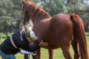 El calor y la humedad activan las alertas por la encefalomielitis equina