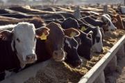 Cambio de tendencia: desacelera la oferta de animales con destino a faena