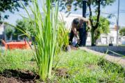 El Municipio realizó la plantación de nuevas especies en Plaza Italia