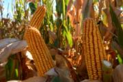 Maíz: identifican genes que ayudan a resistir enfermedades de la espiga
