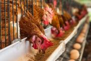 Gripe aviar: productores de huevos reclaman una vacunación masiva