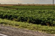 Uso productivo: proponen una ley para volver a sembrar en las banquinas