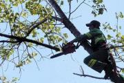 El Municipio difundió el listado de los podadores habilitados
