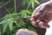 La Provincia creó un ente para avanzar en políticas de cannabis medicinal