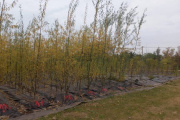 Venta de árboles producidos en el vivero municipal destinados a la zona rural