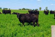 La carne magra gana terreno en el mundo y abre una gran oportunidad para Argentina