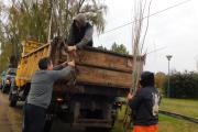 Plantan más de 200 árboles en el acceso al Aero Club nuevejuliense