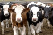 Desarrollan vacuna bovina para reducir el riesgo de Síndrome Urémico Hemolítico