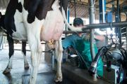 Creció la producción de leche, pero siguen cerrando tambos