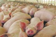 Confirman un brote de triquinosis con foco en General Madariaga