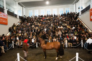 Pagaron 150 millones por un padrillo en la Rural
