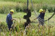 La Cooperativa Eléctrica renovó un ramal rural clave en Guanaco