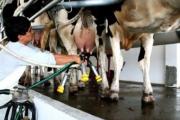 La lechería sigue con buen ritmo productivo, pero preocupa la llegada de El Niño