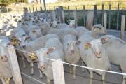 Leche de oveja: el “superalimento” que la ciencia argentina quiere hacer brillar