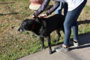 El Municipio realiza una jornada de cuidado responsable de mascotas