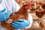 Detectan un nuevo caso de gripe aviar y activan el protocolo sanitario