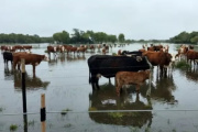 Declaran la emergencia agropecuaria por inundaciones en Nueve de Julio y Necochea
