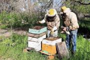 Las abejas también se preparan ante El Niño: claves para proteger las colmenas