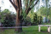 Intervención municipal ante el envenenamiento de un árbol de una plaza