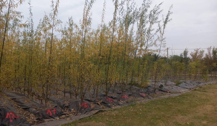 Venta de árboles producidos en el vivero municipal destinados a la zona rural